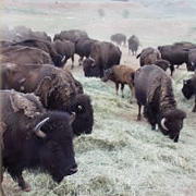 North American buffalo herd